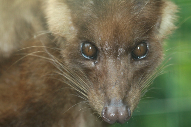 civet